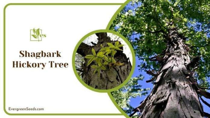 Shagbark Hickory Tree 