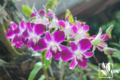 The Dendrobium Orchid