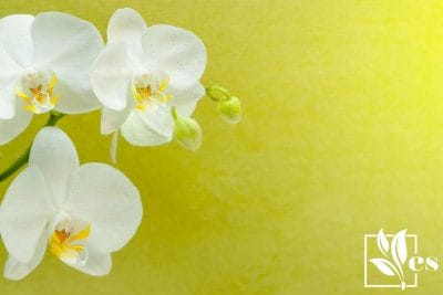 The Phalaenopsis Orchid in yellow bg