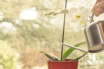 Watering Orchid plant