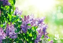 purple lilac bush blooming in May day