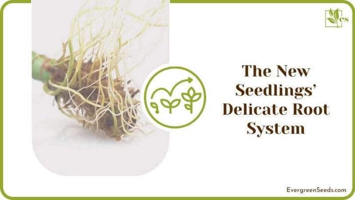 the New Seedlings’ Delicate Root System