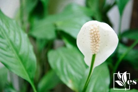 33 Peace Lily