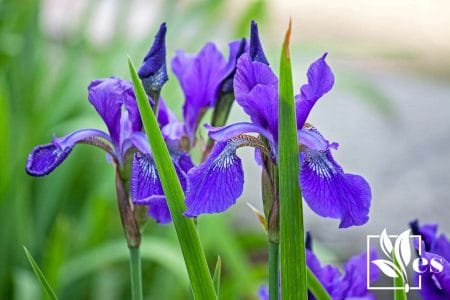 9 Irises