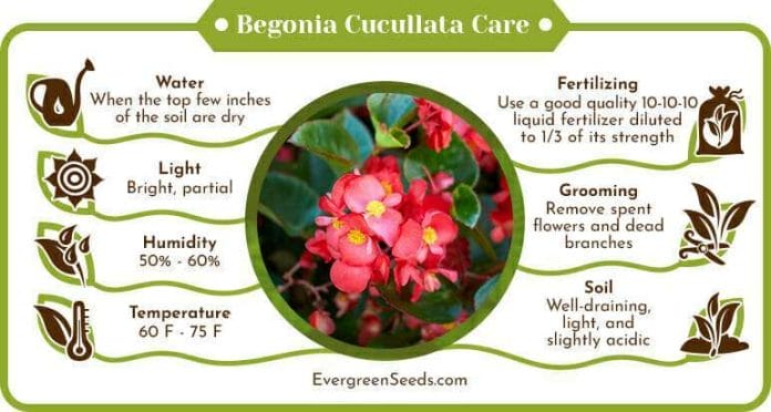 Begonia Cucullata Care Infographic