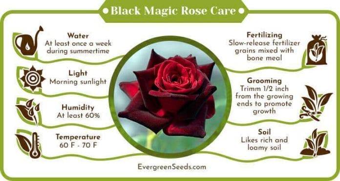 Black Magic Rose Care Infographic