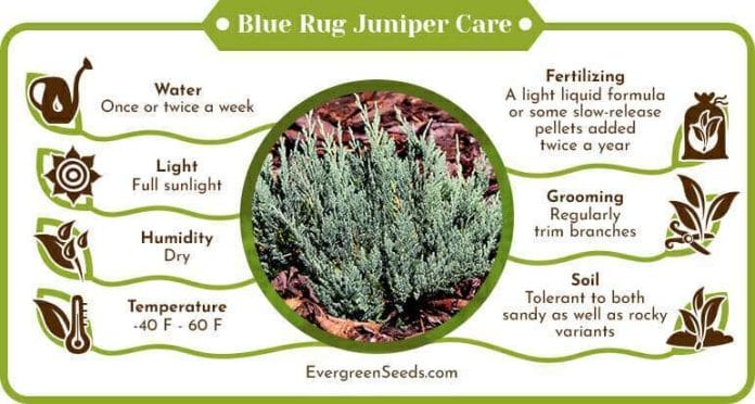 Blue Rug Juniper Care Infographic