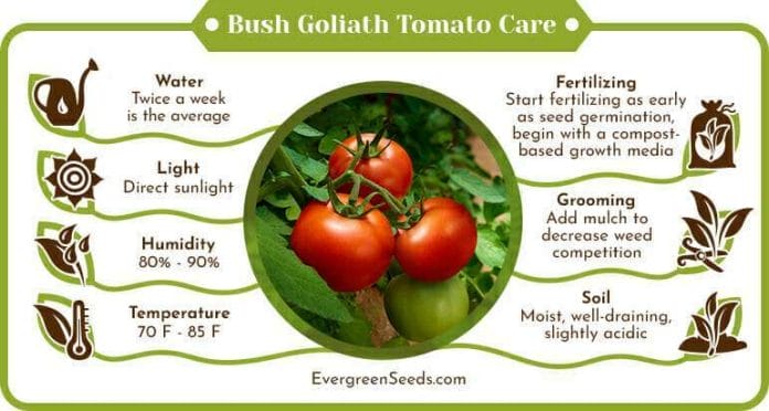 Bush Goliath Tomato Care Infographic