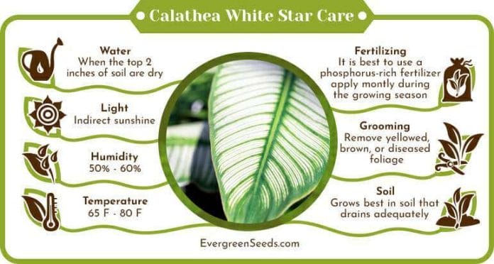 Calathea White Star Care Infographic