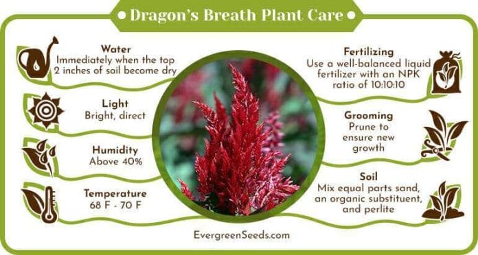 Dragons Breath Plant Care Infographic