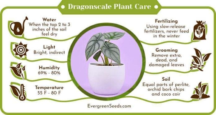 Dragonscale Plant Care Infographic