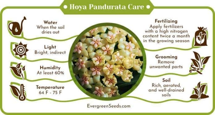 Hoya Pandurata Care Infographic