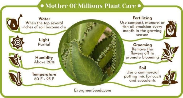 Mother Of Millions Plant Care Infographic