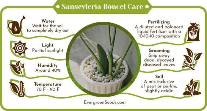 Sansevieria Boncel Care Infographic