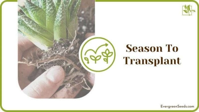 Season To Transplant
