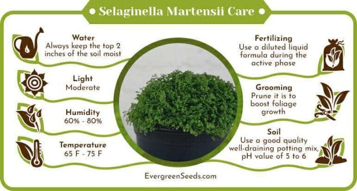 Selaginella Martensii Care Infographic