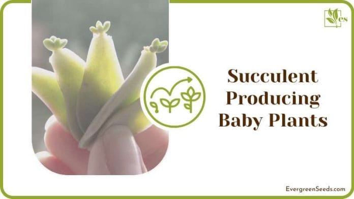 Succulent Producing Baby Plants