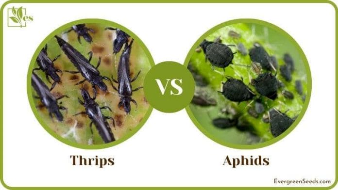 Thrips vs Aphids