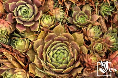 closeup of hen and chicks plant
