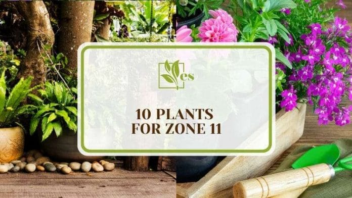10 Plants For Zone 11