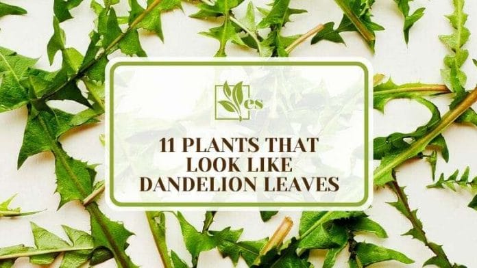 11 Plants That Look Like Dandelion Leaves