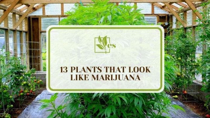 13 Plants That Look Like Marijuana