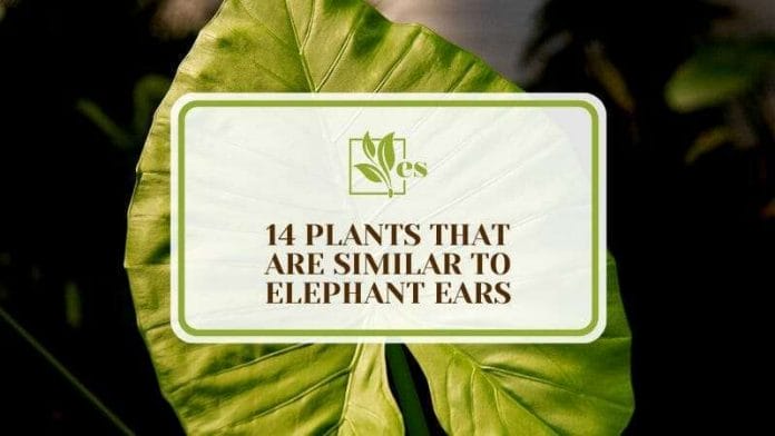 14 Plants That Are Similar to Elephant Ears