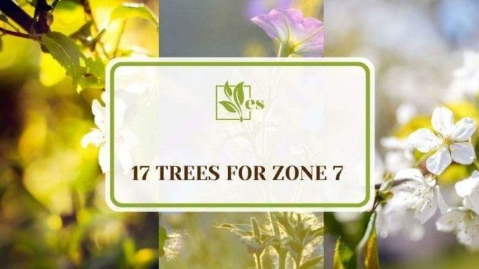 17 Trees for Zone 7