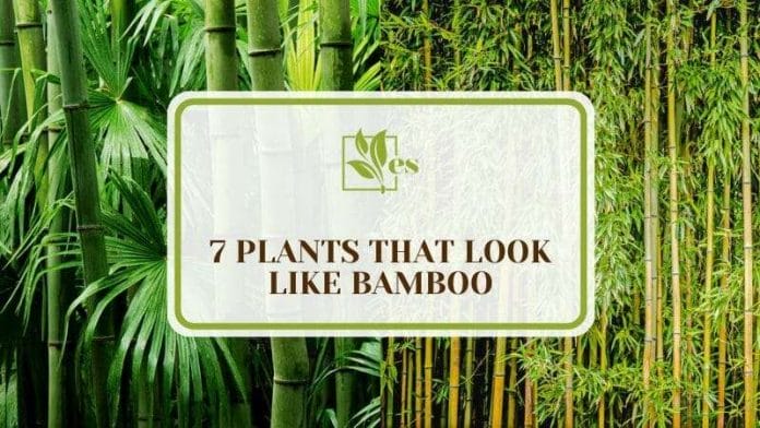 7 Plants That Look Like Bamboo