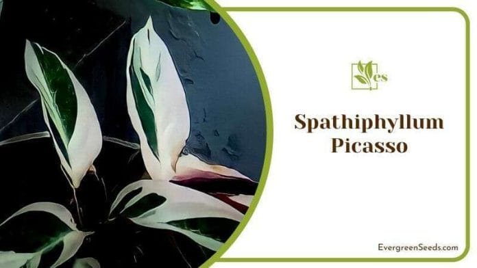 Admiring Spathiphyllum Picasso