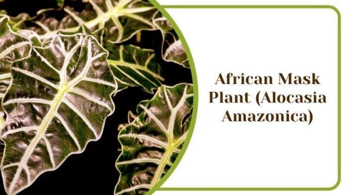 African Mask Plant Alocasia Amazonica