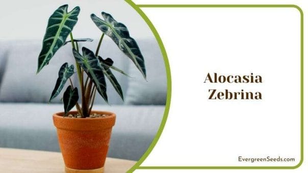 Alocasia Zebrina Zebra Philipines Plant Elephan Ears Big Leaf