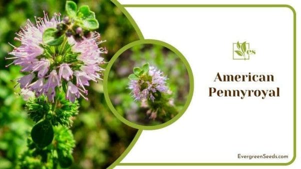 American Pennyroyal Looks Similar to Rosemary Plant