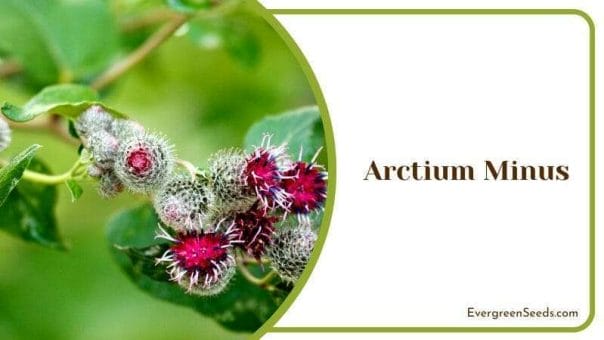 Arctium Minus Plants That Look Like Rhubarb Tropical