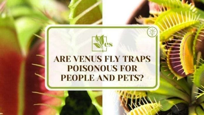 Are Venus Fly Traps Poisonous For People and Pets