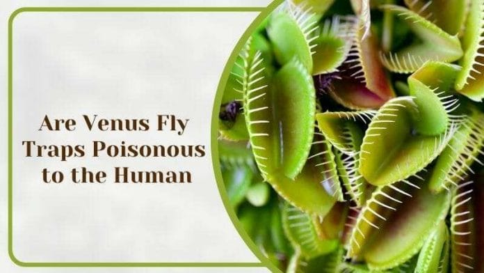 Are Venus Fly Traps Poisonous to the Human