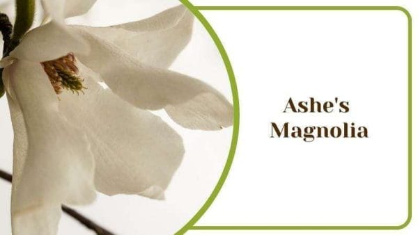 Ashes Magnolia