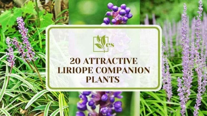 Attractive Liriope Companion Plants