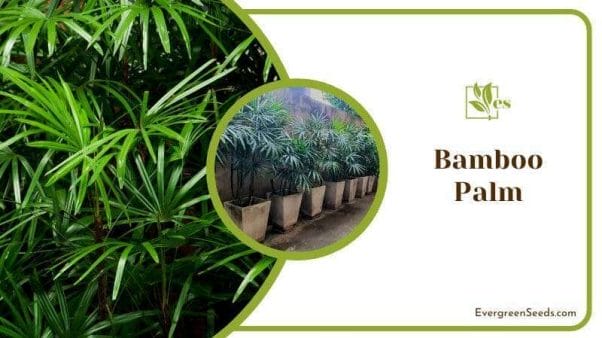 Bamboo Palm and Palm Tree Similarities
