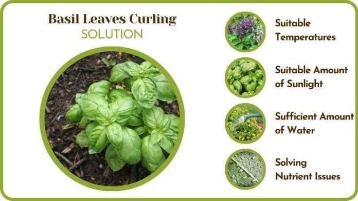 Basil Leaves Curling Solutions