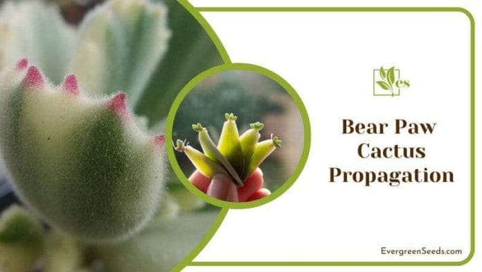 Bear Paw cactus propagation