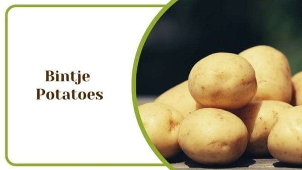 Bintje Potatoes