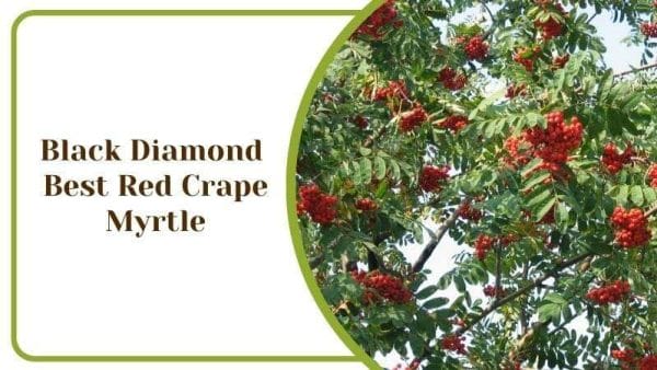 Black Diamond Best Red Crape Myrtle