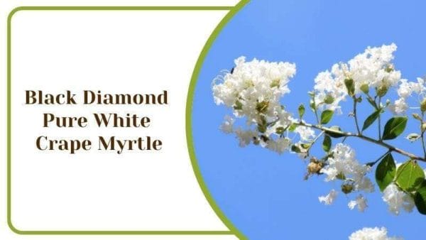 Black Diamond Pure White Crape Myrtle