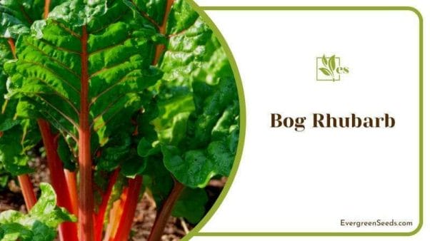 Bog Rhubarb Green Plants