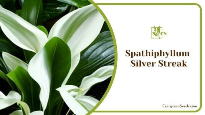 Botanical Spathiphyllum Silver Streak