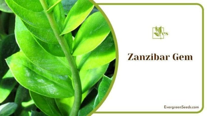 Branch of Zanzibar Gem Plants