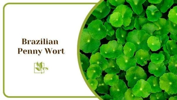 Brazilian Penny Wort Hydrocotyle Leucocephala Fresh Water Plant