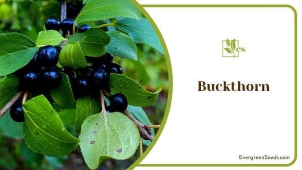 Buckthorn Black Berry Plant