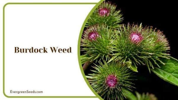 Burdock Weed Plants That Look Like Rhubarb Garden Weed